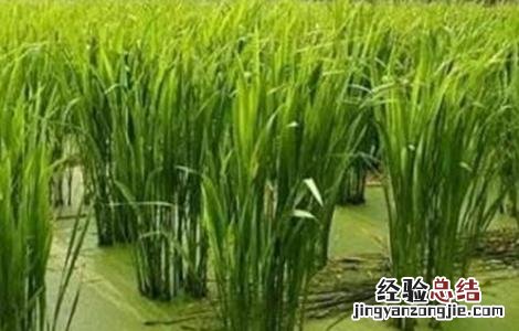 茭白的种植技术 茭白的种植技术及视频