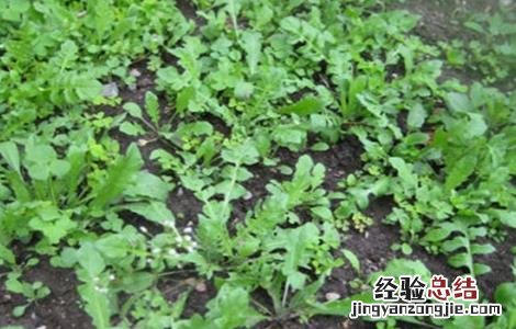 荠菜种植的方法与时间 荠菜种植的方法与时间和方法