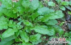 荠菜种植的方法与时间 荠菜种植的方法与时间和方法