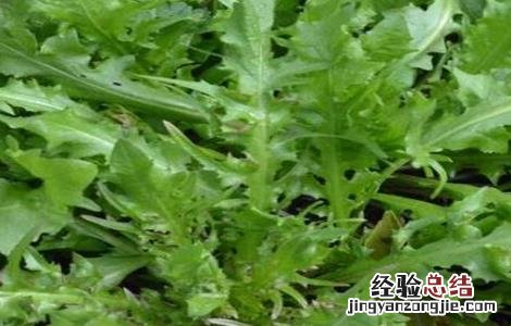 荠菜种植的方法与时间 荠菜种植的方法与时间和方法