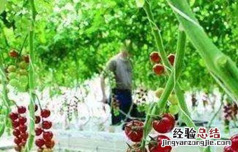 西红柿无土栽培技术 西红柿无土栽培技术雾培的配方