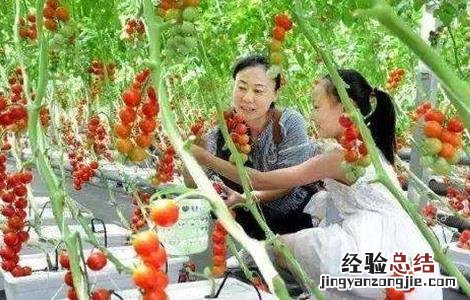 西红柿无土栽培技术 西红柿无土栽培技术雾培的配方