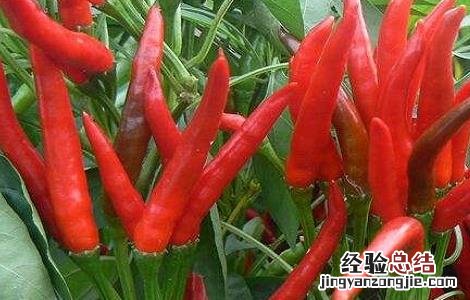 朝天辣椒种植方法和时间 朝天椒的种植时间与方法