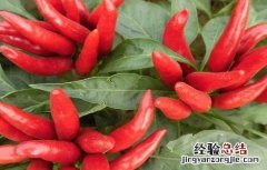 朝天辣椒种植方法和时间 朝天椒的种植时间与方法