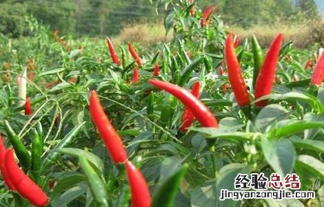 朝天辣椒种植方法和时间 朝天椒的种植时间与方法