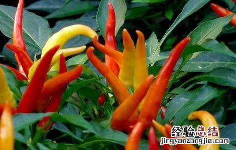 朝天辣椒种植方法和时间 朝天椒的种植时间与方法