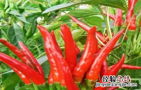 朝天辣椒种植方法和时间 朝天椒的种植时间与方法