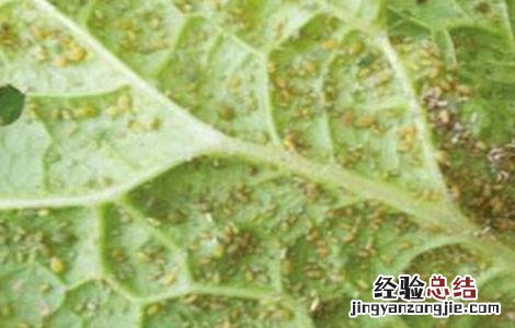 白菜常见病虫害防治方法有哪些 白菜常见病虫害防治方法