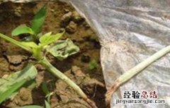 白菜常见病虫害防治方法有哪些 白菜常见病虫害防治方法