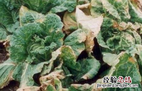白菜常见病虫害防治方法有哪些 白菜常见病虫害防治方法