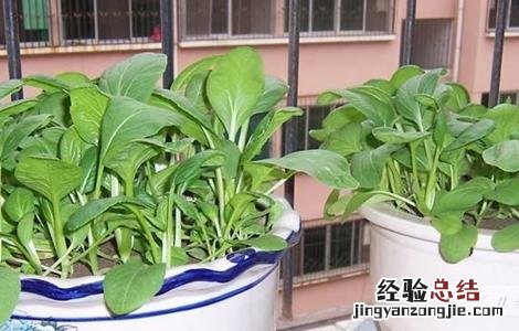 阳台上种植白菜的方法 阳台白菜怎么种植