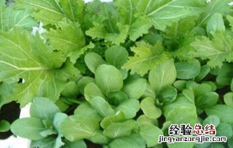 阳台上种植白菜的方法 阳台白菜怎么种植