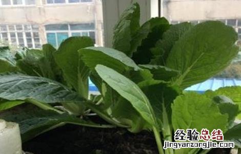 阳台上种植白菜的方法 阳台白菜怎么种植