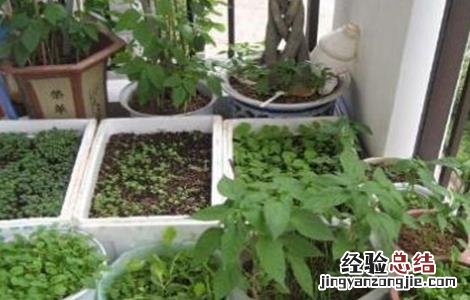 阳台上种植白菜的方法 阳台白菜怎么种植