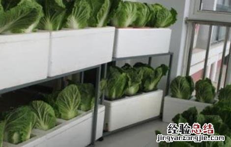 阳台上种植白菜的方法 阳台白菜怎么种植