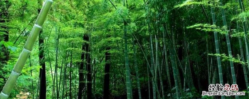 竹子特点与象征意义 竹子意义象征和理解