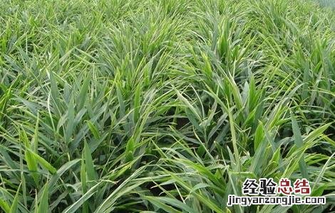 姜的种植方法和时间 鬼子姜的种植方法和时间