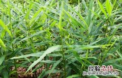 姜的种植方法和时间 鬼子姜的种植方法和时间