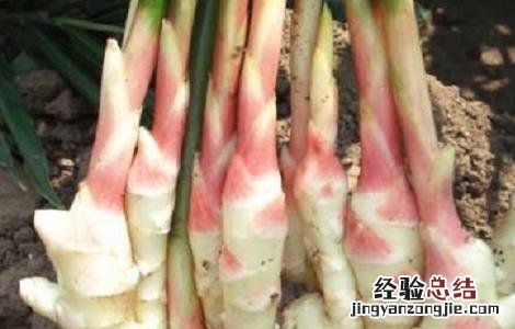 姜的种植方法和时间 鬼子姜的种植方法和时间