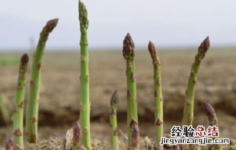 芦笋种植的注意事项 移栽芦笋的注意事项