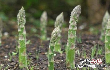 芦笋种植的注意事项 移栽芦笋的注意事项