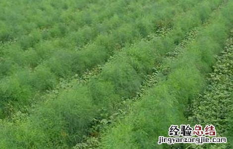 芦笋种植的注意事项 移栽芦笋的注意事项