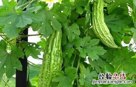 苦瓜怎么种 苦瓜怎么种植和管理
