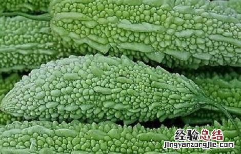 苦瓜怎么种 苦瓜怎么种植和管理
