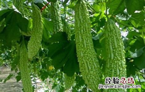 苦瓜怎么种 苦瓜怎么种植和管理