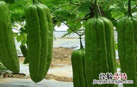 苦瓜怎么种 苦瓜怎么种植和管理
