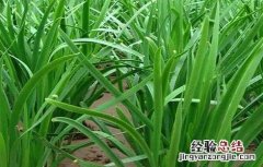 韭菜种植的方法与时间 韭菜种植的时间和方法