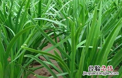 韭菜种植的方法与时间 韭菜种植的时间和方法