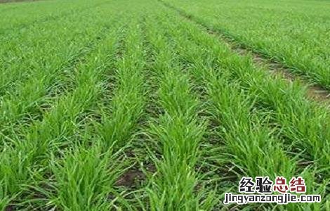 韭菜种植的方法与时间 韭菜种植的时间和方法