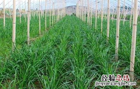 韭菜种植的方法与时间 韭菜种植的时间和方法