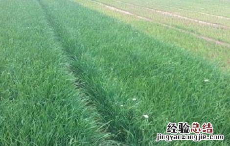韭菜种植的方法与时间 韭菜种植的时间和方法