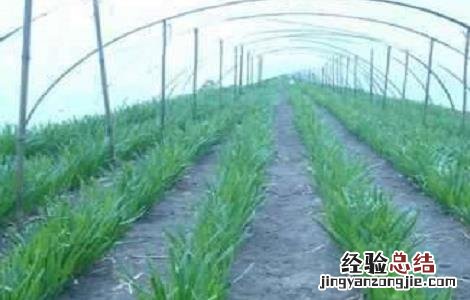 韭菜种植的方法与时间 韭菜种植的时间和方法