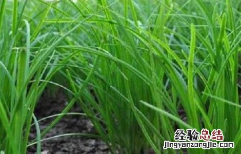 韭菜种植的方法与时间 韭菜种植的时间和方法