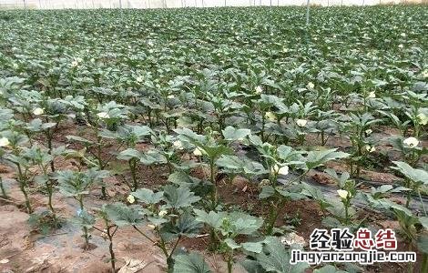 秋葵的施肥方法 秋葵施肥方法和注意区分四个阶段