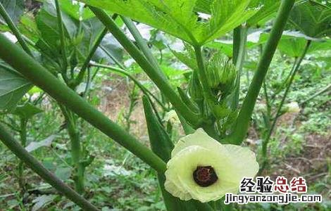 秋葵的施肥方法 秋葵施肥方法和注意区分四个阶段