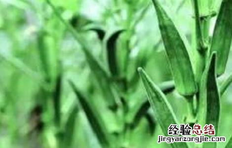 秋葵的施肥方法 秋葵施肥方法和注意区分四个阶段