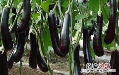 茄子种植的注意事项 茄子的栽培技术应该注意哪些