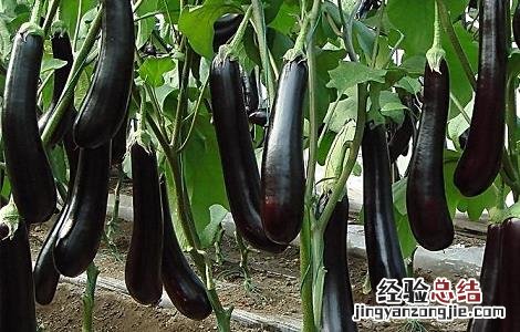 茄子种植的注意事项 茄子的栽培技术应该注意哪些