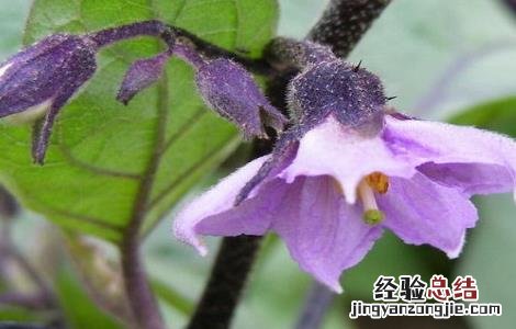 茄子种植的注意事项 茄子的栽培技术应该注意哪些