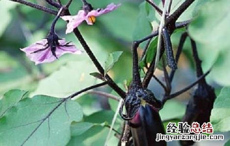 茄子种植的注意事项 茄子的栽培技术应该注意哪些
