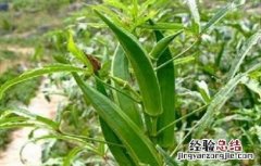 秋葵常见的病虫害及防治方法图片 秋葵常见的病虫害及防治方法