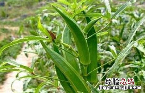 秋葵常见的病虫害及防治方法图片 秋葵常见的病虫害及防治方法