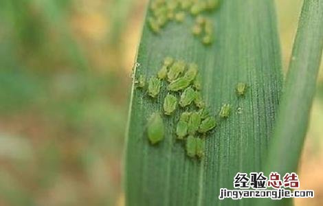 秋葵常见的病虫害及防治方法图片 秋葵常见的病虫害及防治方法