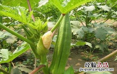 秋葵常见的病虫害及防治方法图片 秋葵常见的病虫害及防治方法