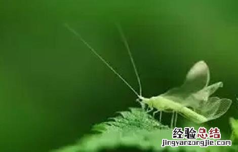 秋葵常见的病虫害及防治方法图片 秋葵常见的病虫害及防治方法
