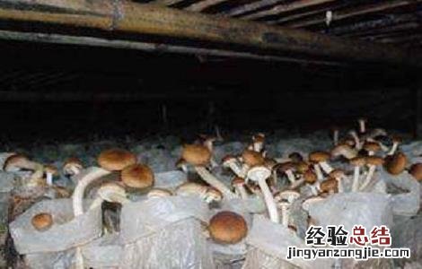 2018种植茶树菇赚钱吗知乎 2018种植茶树菇赚钱吗